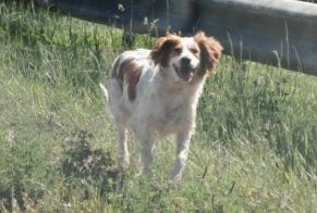 Alerta descoberta Cão  Desconhecido Mérignac France