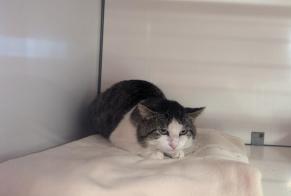 Alerta descoberta Gato Macho Visseiche France