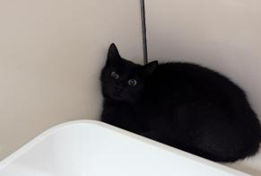 Alerta descoberta Gato Fêmea Visseiche France