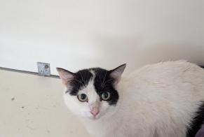 Alerta descoberta Gato Fêmea Vitré France